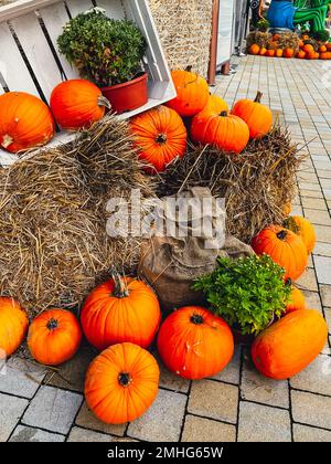 Kürbisse rustikale Heudekoration im Freien. Stilvolles Herbstdekor des Außengebäudes. Ländliche Einrichtung auf Heuhaufen in der Straße. Herbsternte Thanksgiving und Halloween Feiertagsvorbereitungen. Stockfoto