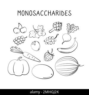 Monosaccharide-haltige Lebensmittel. Gruppen von gesunden Produkten, die Vitamine und Mineralien enthalten. Obst, Gemüse, Fleisch, Fisch und Milchprodukte Stock Vektor