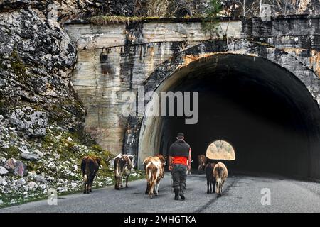 Ein Hirte führt eine Kuhherde durch einen Tunnel in den Bergen. Stockfoto