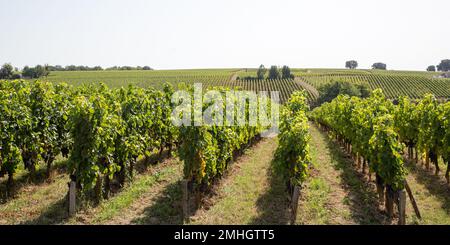 Weinbau in der Region Medoc in der Nähe des Weinguts Bordeaux in der Kopfzeile der Webbanner-Vorlage Stockfoto