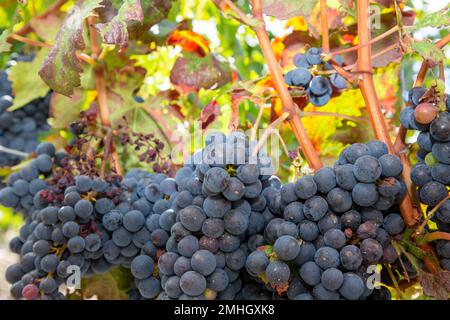 Nahaufnahme roter schwarzer Trauben in einem Weinberg mit Kopierbereich Stockfoto