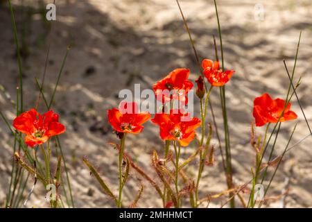 Die wunderschöne rote Blütenform der Sundew Drosera Cistiflora in einem natürlichen Lebensraum, fleischfressende Pflanze, klebrige Pflanze, Westkap von Südafrika Stockfoto