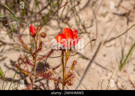 Die wunderschöne rote Blütenform der Sundew Drosera Cistiflora in einem natürlichen Lebensraum, fleischfressende Pflanze, klebrige Pflanze, Westkap von Südafrika Stockfoto