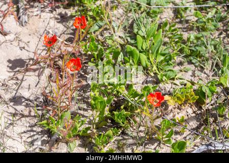 Die wunderschöne rote Blütenform der Sundew Drosera Cistiflora in einem natürlichen Lebensraum, fleischfressende Pflanze, klebrige Pflanze, Westkap von Südafrika Stockfoto