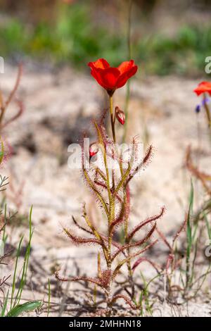 Die wunderschöne rote Blütenform der Sundew Drosera Cistiflora in einem natürlichen Lebensraum, fleischfressende Pflanze, klebrige Pflanze, Westkap von Südafrika Stockfoto