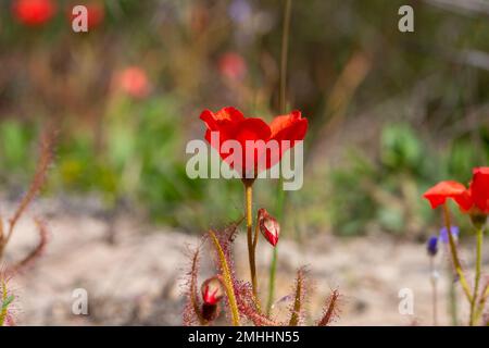 Die wunderschöne rote Blütenform der Sundew Drosera Cistiflora in einem natürlichen Lebensraum, fleischfressende Pflanze, klebrige Pflanze, Westkap von Südafrika Stockfoto