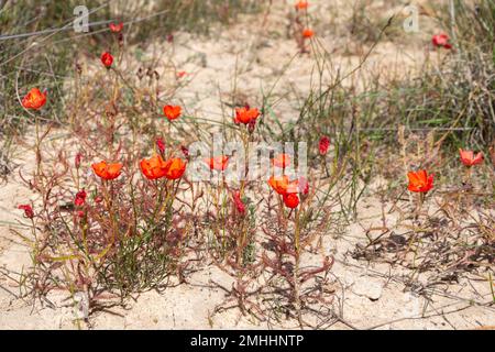 Die wunderschöne rote Blütenform der Sundew Drosera Cistiflora in einem natürlichen Lebensraum, fleischfressende Pflanze, klebrige Pflanze, Westkap von Südafrika Stockfoto