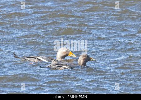 Zwei fliegende Steamerenten (Tachyeres patachonicus), die auf dem Beagle-Kanal schwimmen, Patagonien, Argentinien. Stockfoto