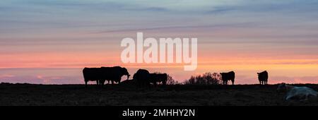 Webbanner einer Rinderherde in Silhouette vor einem farbenfrohen Sonnenuntergang im Januar. Stockfoto