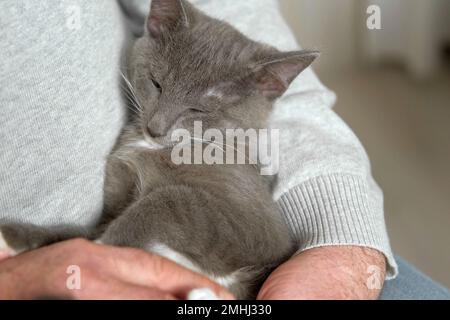 Der ältere Mann sitzt und schlägt eine Katze, Katzentherapie. Ein alter Mann streichelte eine Hauskatze. Ein glücklicher Senior-Mann, der eine Katze auf dem Schoß hält und sich zu Hause entspannt. Großfett Stockfoto