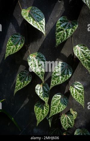 Sirih Merah in Indonesien genannt, pflanzliche Heilpflanzen Stockfoto
