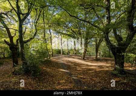 Epping & Loughton Location Shoot Stockfoto