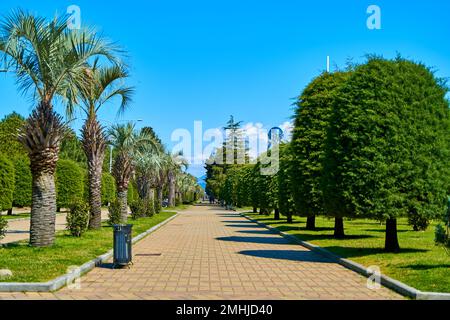 Ein Stadtpark mit gepflegten Bäumen und modernen Gebäuden im Hintergrund. Stockfoto