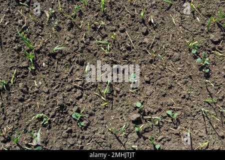 Junge Sprossen von gekeimtem Weizen auf offenem Boden. Ackerbau auf einem Feld. Stockfoto