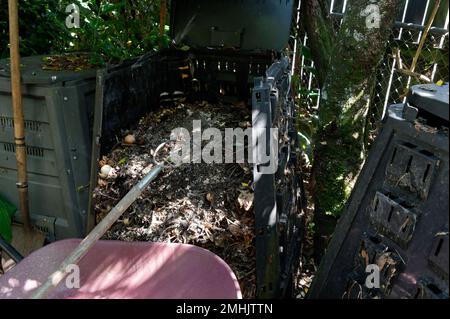 Ein Kompost ist geöffnet, er hat die Vegetation verdorben und ist nun einsatzbereit. Die Schubkarre wird mit einer Mistgabel gefüllt. Stockfoto