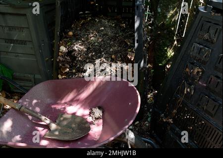 Eine Schubkarre wartet darauf, mit Kompost aus dem Kompost gefüllt zu werden. Eine Schaufel wird für die Arbeit verwendet. Stockfoto