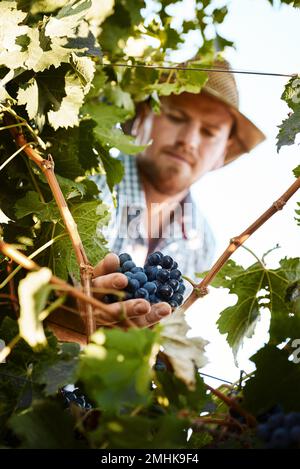 Diese Ernte sieht reif zum Pflücken aus. Ein Bauer, der Trauben erntet. Stockfoto