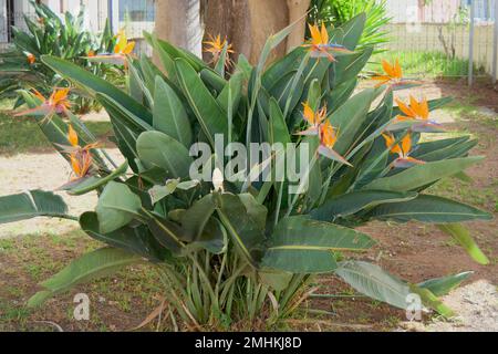 Blühende Pflanze von Strelitzia reginae, mit bunten Vögeln Stockfoto