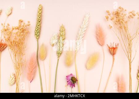 Verschiedene natürliche getrocknete Blumen und Stacheln schließen sich auf pinkfarbenem Pastellhintergrund zusammen Stockfoto