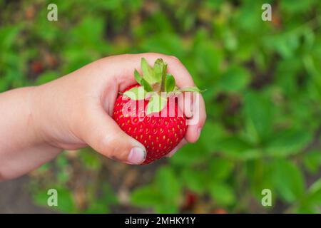 Nahaufnahme von Hand beim Erdbeersammeln im Garten. Nahaufnahme einer gekürzten Hand mit Erdbeere im Hof. Stockfoto