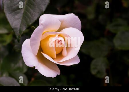 Wunderschöne weiße Rosenknospe im Garten Stockfoto