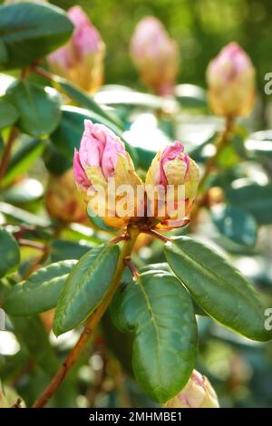 Rhododendron - Gartenblumen im Mai Stockfoto