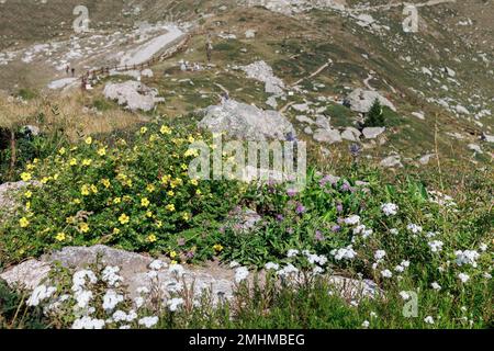 Bergblumen verschiedener Typen und Farben, der Alpenberg im Hintergrund. Stockfoto
