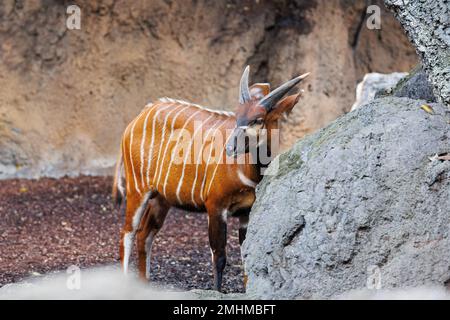 Der östliche Bongo - Tragelaphus eurycerus - ein pflanzenfressender nachtaktiver Waldhufer mit auffälligem rötlich-braunem Mantel und Spiralhörnern. Stockfoto