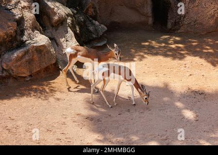 Die Dama Gazelle - Nanger Damm - auch bekannt als Addra Gazelle oder Mhorr Gazelle. Stockfoto