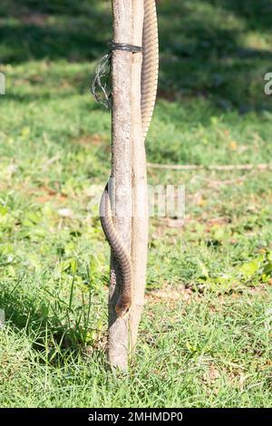 Großer 2,5m-Weiblicher Cape Boomslang (Dispholidus typus typus) mit einem kleinen Baum, um sich beim Abstieg zu tarnen Stockfoto