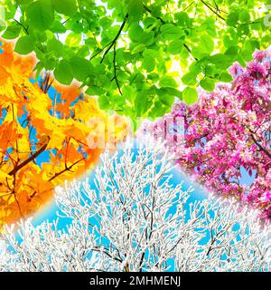 Quadratische Collage mit vier Baumbildern für jede Jahreszeit: Frühling, Sommer, Herbst und Winter. Stockfoto