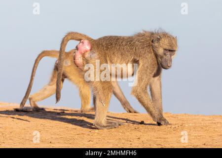 Weibliches Chacma Baboon (Papio ursinus) im Östrus mit der geschwollenen rosa Callosit-Haut auf ihrem Rücken. Stockfoto