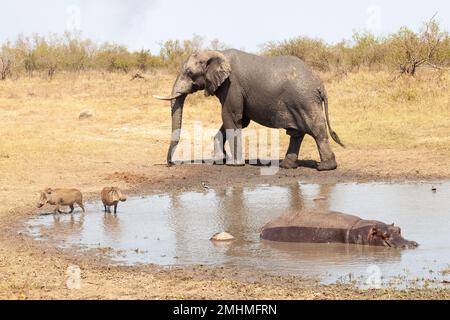 Flusspferde, die sich in einer Ephemerialpfanne mit afrikanischem Elefanten und Buschschweinen im warmen Abendlicht wälzen, Limpopo, Südafrika Stockfoto