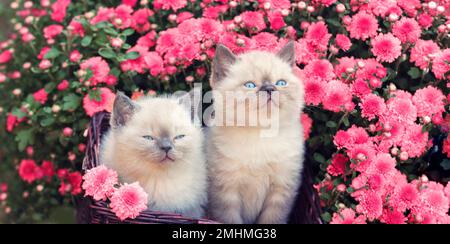 Zwei süße kleine Kätzchen sitzen in einem Korb neben den magentafarbenen Chrysanthemen Stockfoto