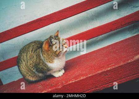 Die Katze sitzt auf einer Bank im Hof Stockfoto