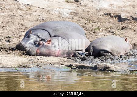 Eine faule Gruppe von Hippopotamus (Hippopotamus amphibius), die neben einem Wasserloch mit Blacksmith Plover schläft, Kruger-Nationalpark, Südafrika. Dritter Stockfoto