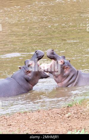 Kämpfe gegen männlichen Hippopotamus (Hippopotamus amphibius), Kruger-Nationalpark, Südafrika. Drittgrößtes Landsäugetier und eines der gefährlichsten Stockfoto