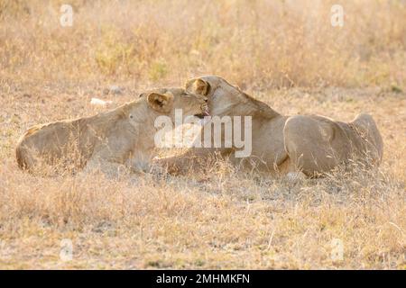 Löwen (Panthera leo), die sich bei Sonnenuntergang in der Graslandsavanne im Kruger-Nationalpark, Südafrika, eine liebevolle Begrüßung teilen Stockfoto