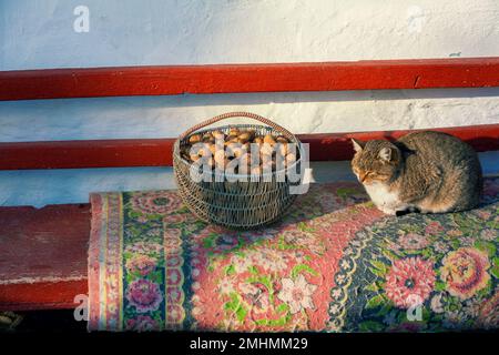 Die Katze liegt auf einer Bank im Hof in der Nähe des Hauses. Die Katze liegt neben dem Korb mit Walnüssen Stockfoto