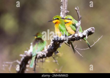 Zwei kleine Bienenfresser (Merops Pusillus), die im Winter im Morgenlicht auf einem Ast sitzen, in Limpopo, Südafrika Stockfoto