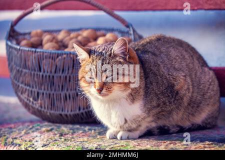 Die Katze liegt auf einer Bank im Hof, in der Nähe eines Korbs mit Walnüssen Stockfoto