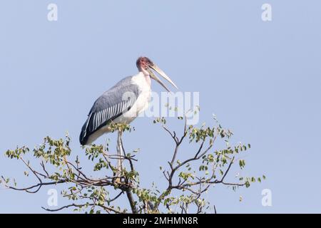 Marabou Storch (Leptoptilos crumeniferus), hoch oben auf einem Baum, dieser Vogel wird als nahe bedroht gelistet Stockfoto