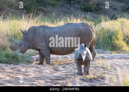 Weißes Nashorn oder Rhinozeros (Ceratotherium simum) mit Quadratlippe, Mutter und Kalb Stockfoto