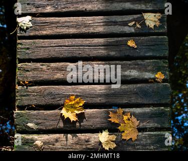 Die Vergrößerung von toten Blättern auf einer Holzbrücke vermittelt ein herbstliches Gefühl. 4 Punkte tote Blätter von Norwegen Ahorn oder trockenes Acer Platanoides Blatt auf Holzbohlen Stockfoto