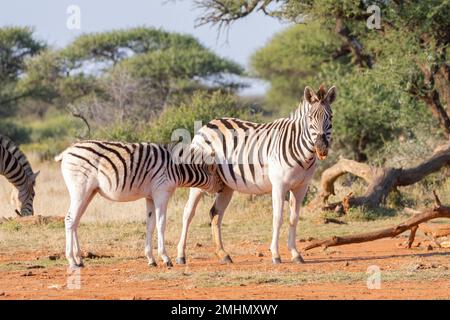 Burchells Zebra (oder Plains Zebra Equus quagga burchellii), das bei Sonnenuntergang an seiner Mutter saugt, Nordkap, Südafrika Stockfoto