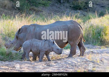 Weißes Rhinozeros oder Rhinozerus (Ceratotherium simum) mit Quadratlippe, Mutter und Kalb Stockfoto