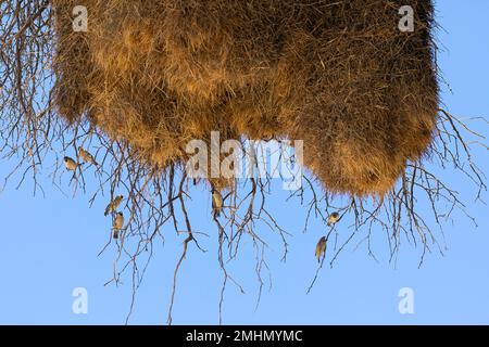 Soziable Weaver (Philetairus socius) im kolonialen oder kommunalen Nest, Kalahari, Nordkap, Südafrika Stockfoto