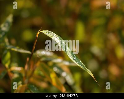 Wassertropfen auf den Blättern Stockfoto