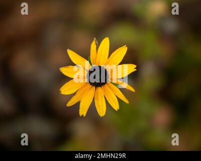 Nahaufnahme der gelbe Blume Stockfoto