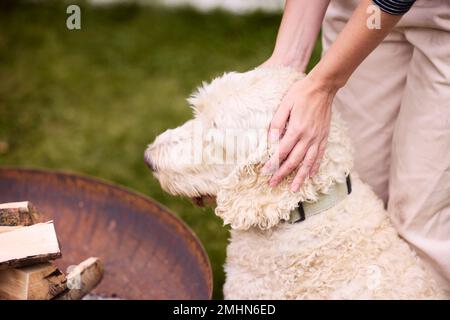 Frauenhände streicheln den Hund Stockfoto